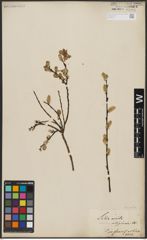 Foto von Salix aurita L.